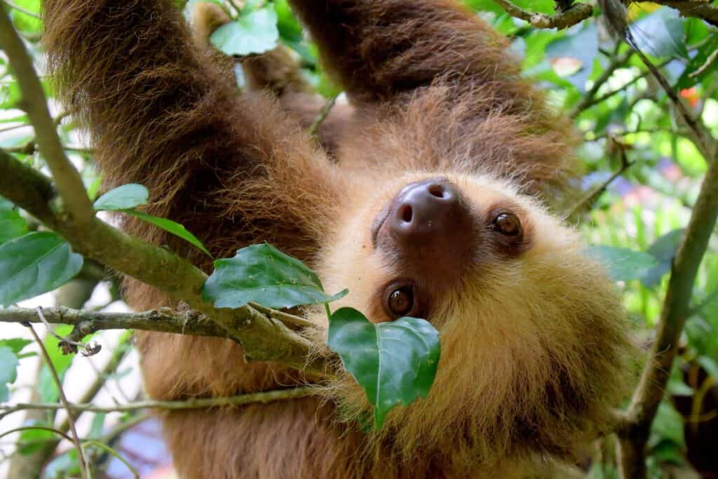 Sloth hanging from tree
