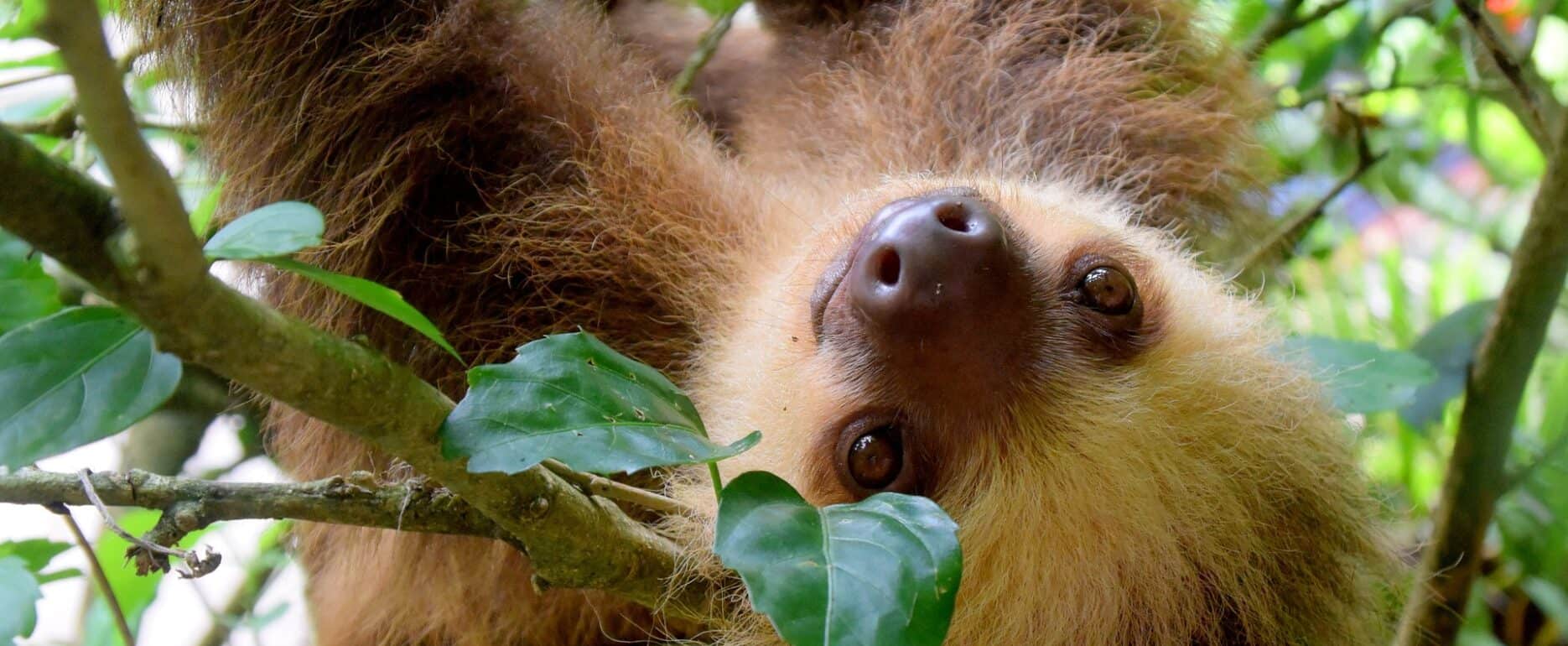 Sloth hanging from tree